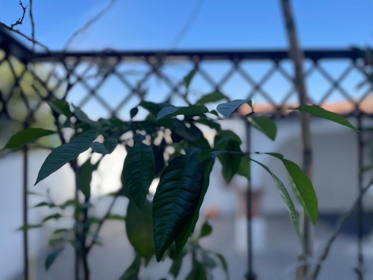 Comoda Habitacion A 10 Min Del Centro Historico De ケレタロ エクステリア 写真